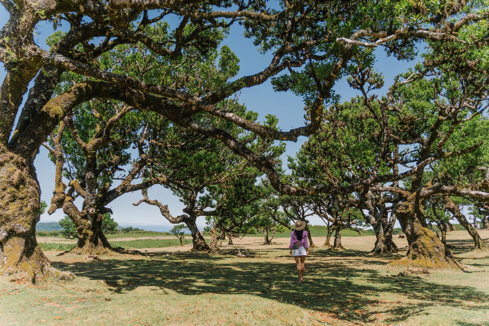 A visitor walking among the ancient laurel trees of the Fanal forest, Madeira.
